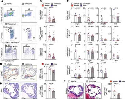 Colchicine Impacts Leukocyte Trafficking in Atherosclerosis and Reduces Vascular Inflammation